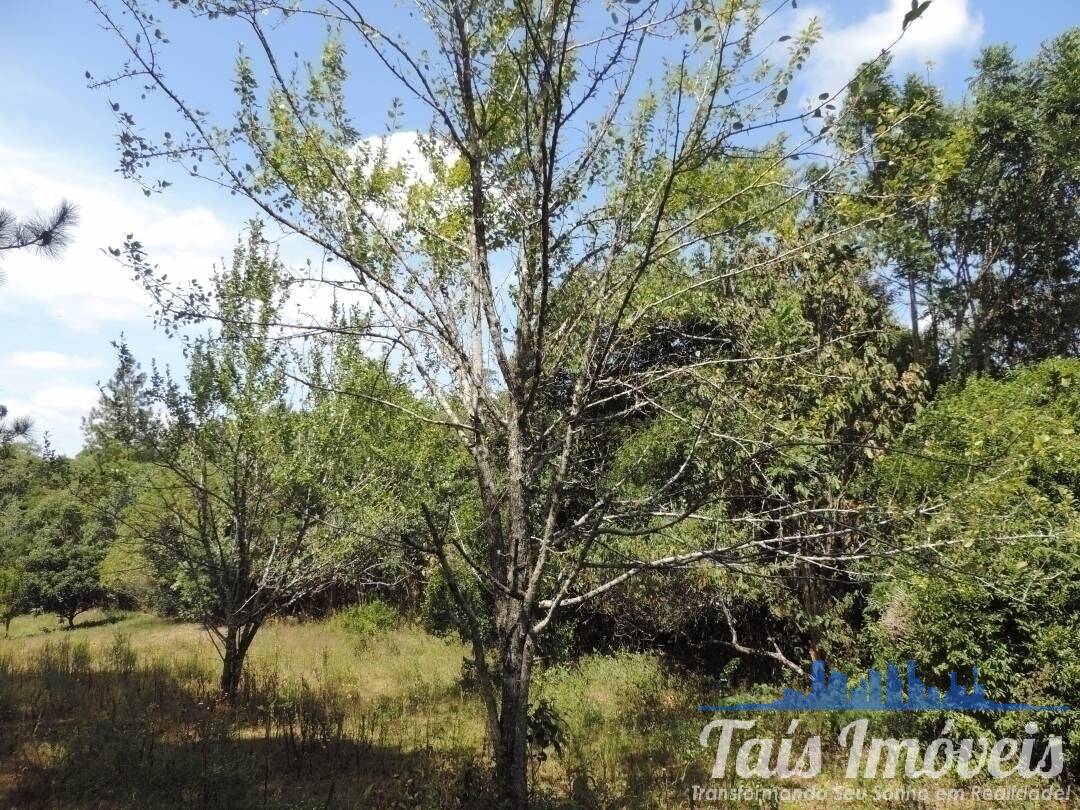 Fazenda à venda com 3 quartos, 50000m² - Foto 18