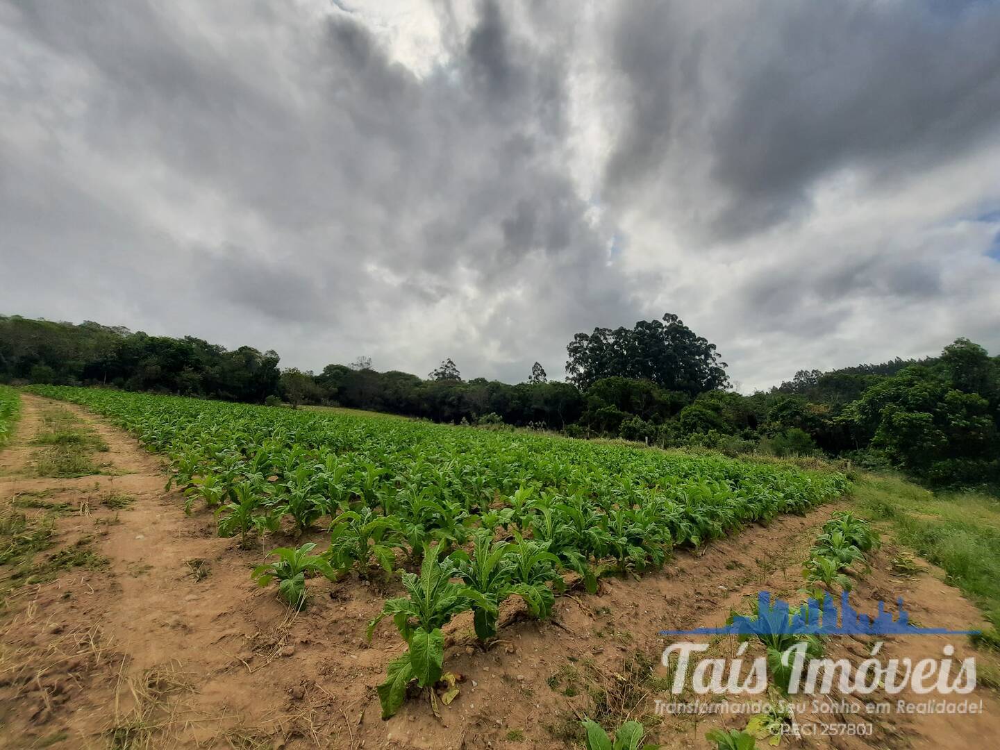 Fazenda à venda com 2 quartos, 18m² - Foto 13