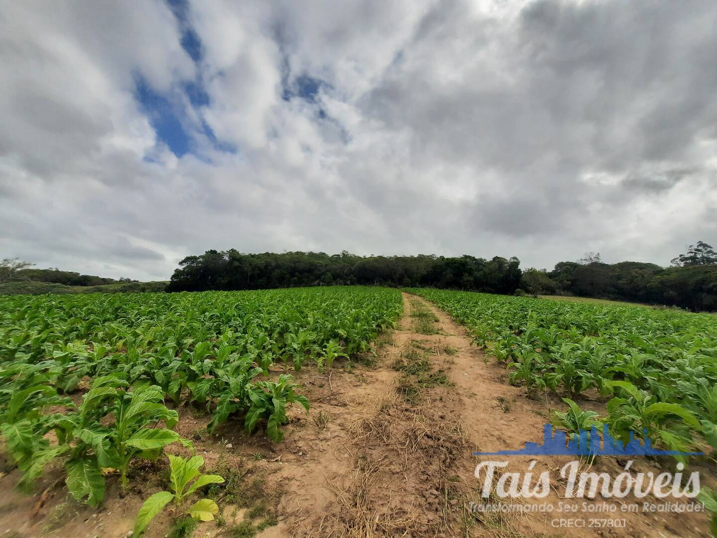 Fazenda à venda com 2 quartos, 18m² - Foto 14